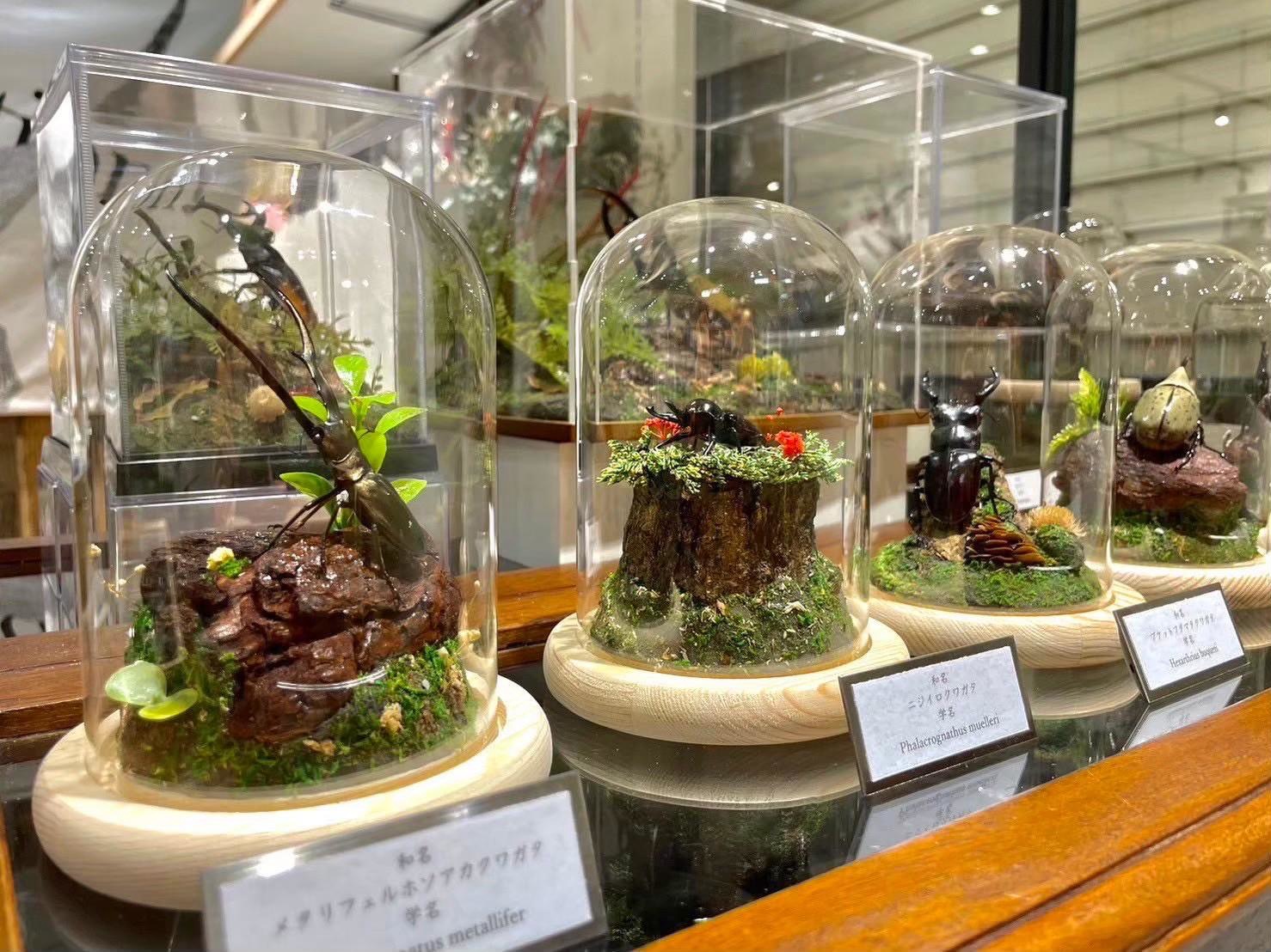 カブトムシ・クワガタの展示