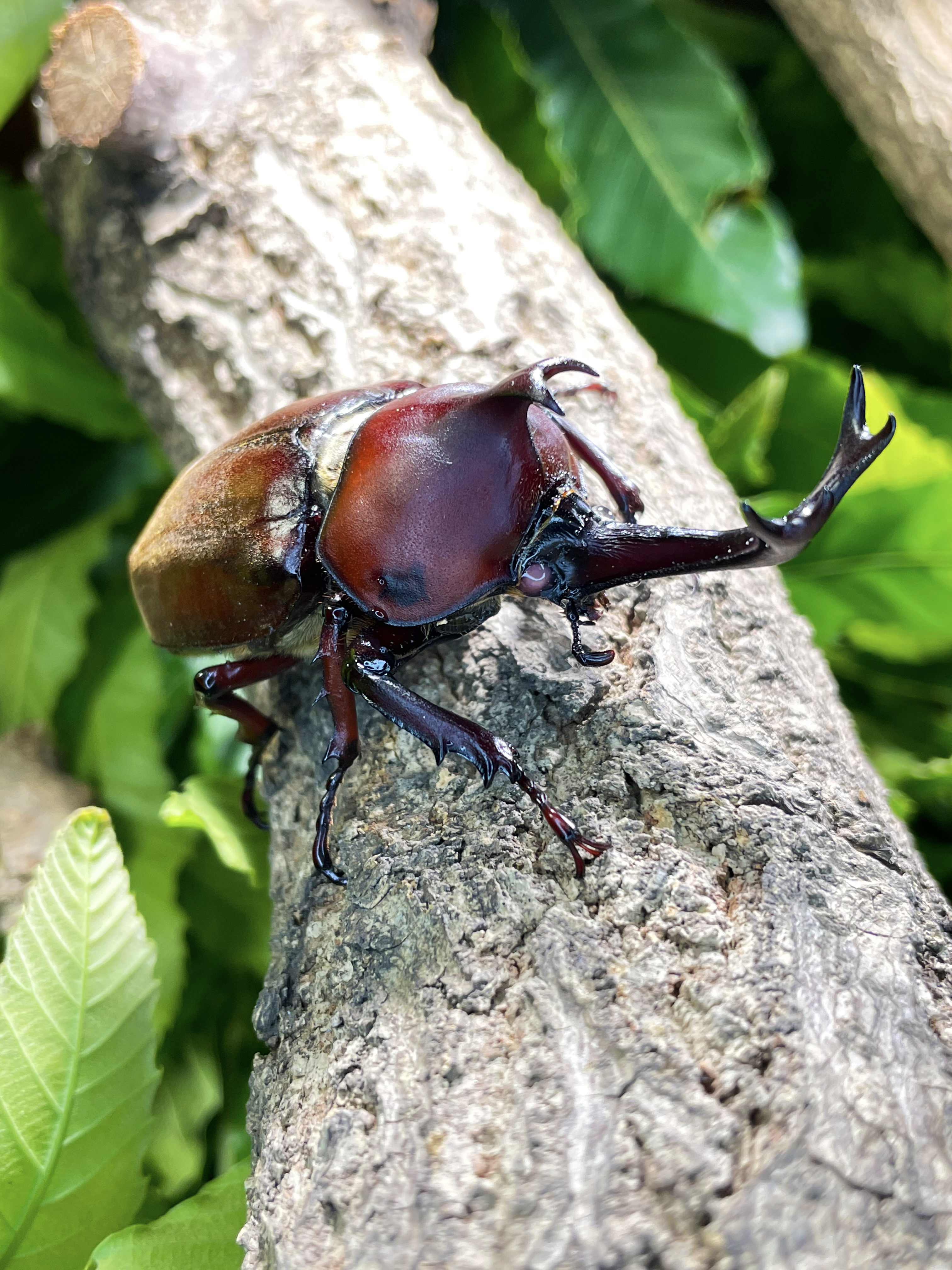 カブトムシ